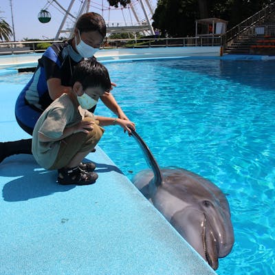 南知多ビーチランド イルカ教室 別途入園料必要 アソビュー 南知多ビーチランド イルカ教室 別途入園料必要 アソビュー