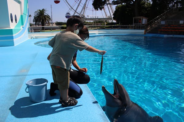 南知多ビーチランド イルカ教室 別途入園料必要 アソビュー