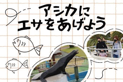 南知多ビーチランド【アシカにエサをあげよう】※別途入園料必要