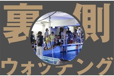 名古屋港水族館　南知多ビーチランド　スピードくじ　特賞　激レア 名古屋港水族館 南知多ビーチランド スピードくじ 特賞 激レア 名古屋