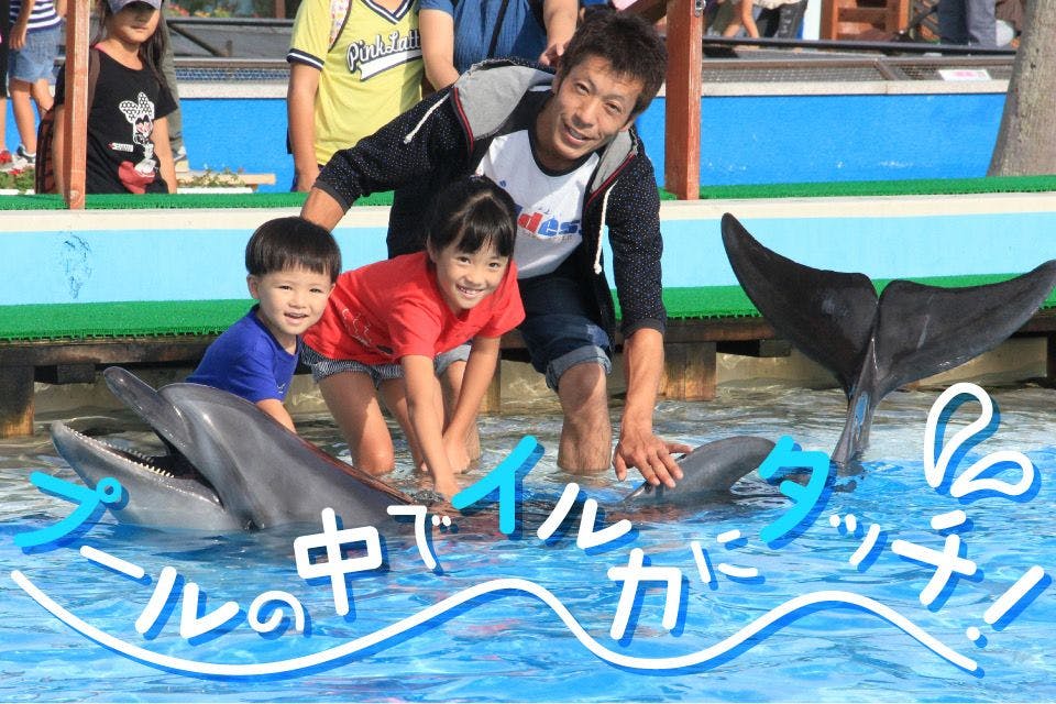 夏の恒例イベント！プールの中でイルカにタッチ※別途入園料必要