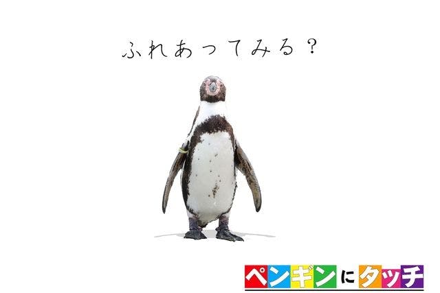 南知多ビーチランド【ペンギンにタッチ】※別途入園料必要