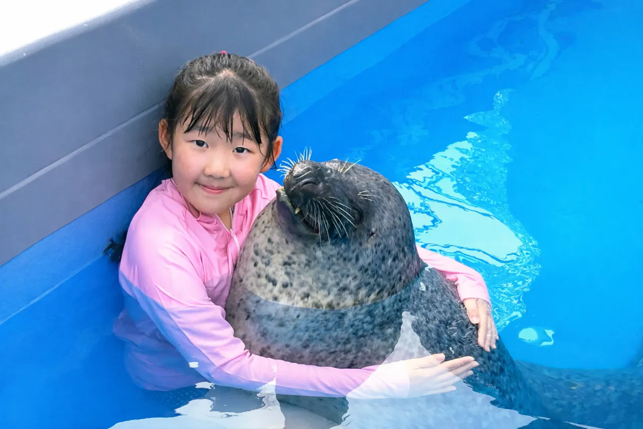 事前WEB予約制】プールの中でアザラシを抱っこ※入園料込み - 南知多