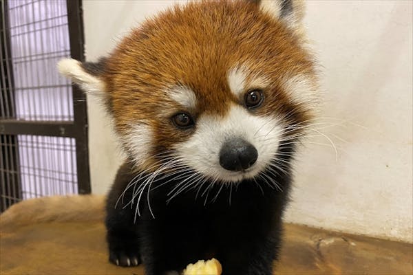 土日祝 天王寺動物園 日にち指定webチケット アソビュー