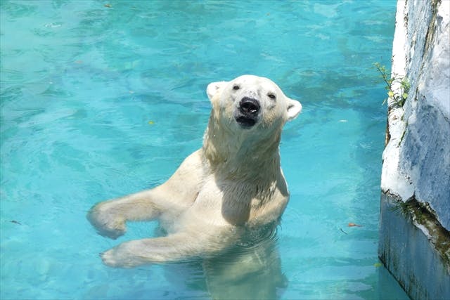 30 49人 団体 天王寺動物園 日にち指定webチケット 天王寺動物園