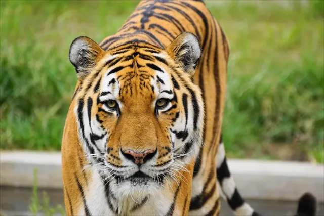 ナイトzoo 天王寺動物園 日時指定webチケット アソビュー
