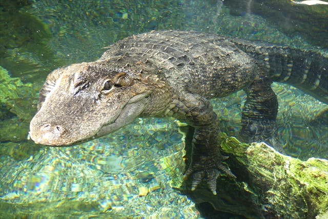 ナイトzoo 天王寺動物園 日時指定webチケット 天王寺動物園