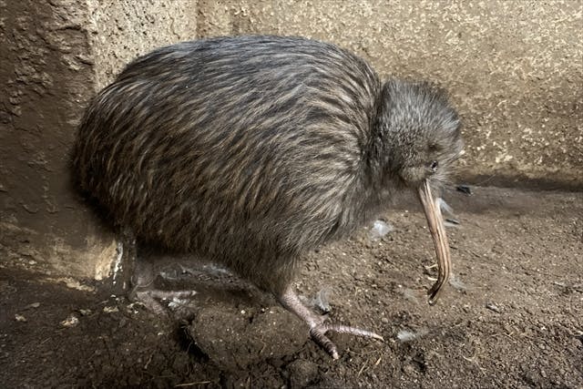 ナイトzoo 天王寺動物園 日時指定webチケット 天王寺動物園