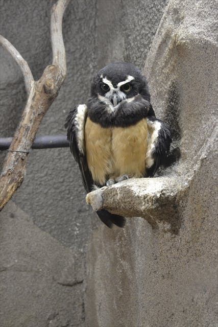 ナイトzoo 天王寺動物園 日時指定webチケット 天王寺動物園