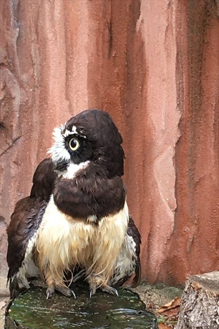 ナイトzoo 天王寺動物園 日時指定webチケット 天王寺動物園