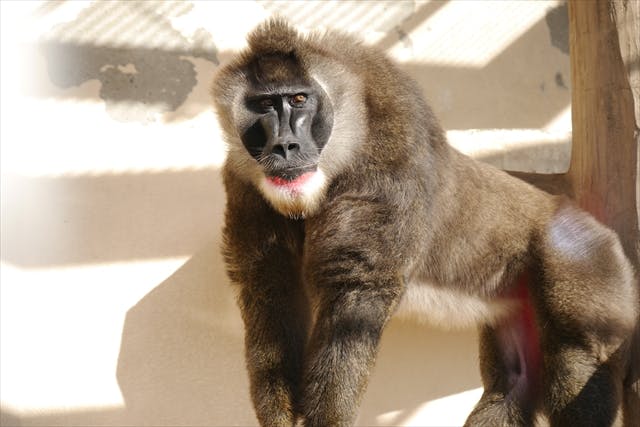 ナイトzoo 天王寺動物園 日時指定webチケット 天王寺動物園