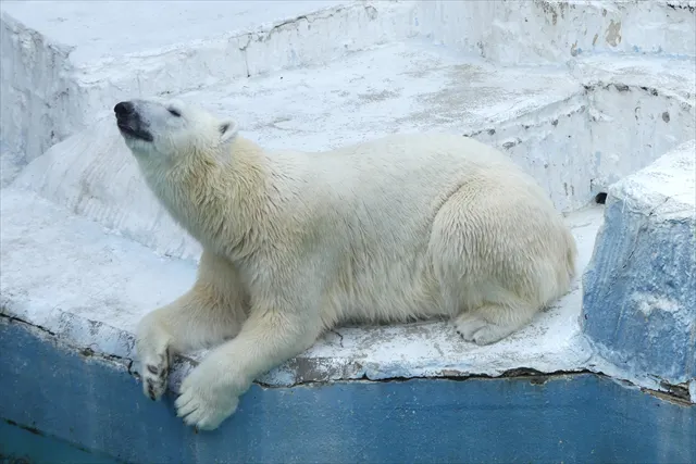 ナイトzoo 天王寺動物園 日時指定webチケット アソビュー