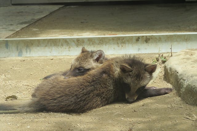 天王寺動物園 WEBチケット｜アソビュー！