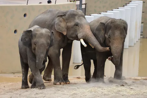 天王寺動物園　WEBチケット