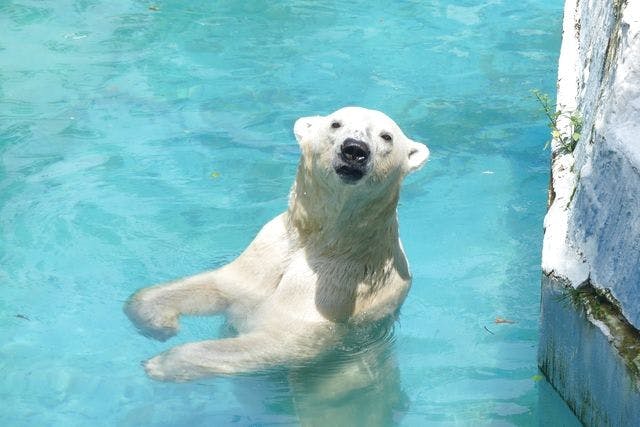 30～49人／団体】天王寺動物園 WEBチケット - 天王寺動物園