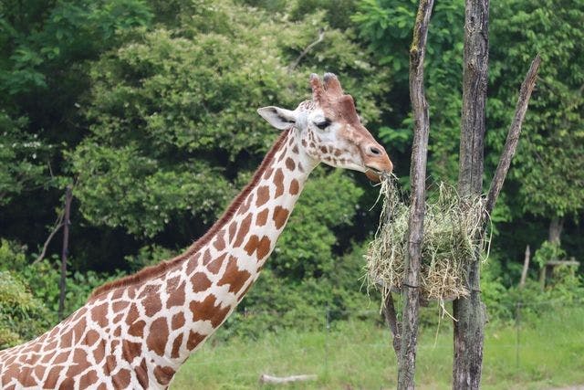 50～99人／団体】天王寺動物園 WEBチケット - 天王寺動物園