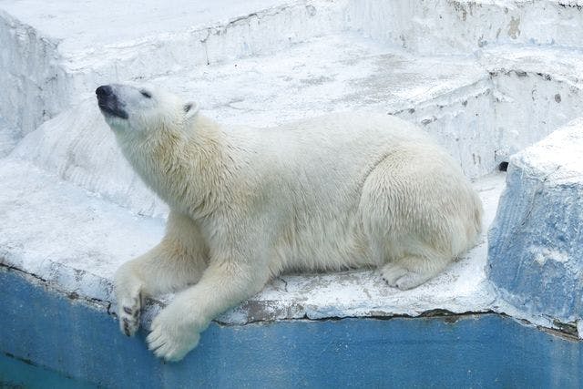 50～99人／団体】天王寺動物園 WEBチケット - 天王寺動物園