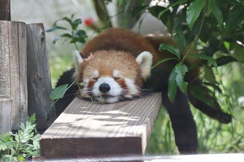 【お礼カード進呈】天王寺動物園　WEB寄附付き入園券 ～動物たちの幸せのために応援をお願いします～