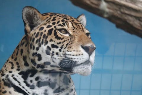 【缶バッジ進呈】天王寺動物園　ガチャ付きWEB入園券～保全や動物福祉のために応援をお願いします～