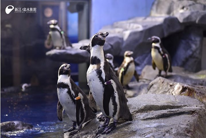 Gotoトラベル対象 期間限定 江ノ電乗車券 新江ノ島水族館 アソビュー Gotoトラベル対象 期間限定 江ノ電乗車券 新江ノ島水族館 アソビュー