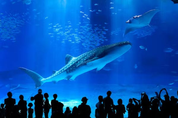 沖縄美ら海水族館の前売りチケット・割引情報 - アソビュー！