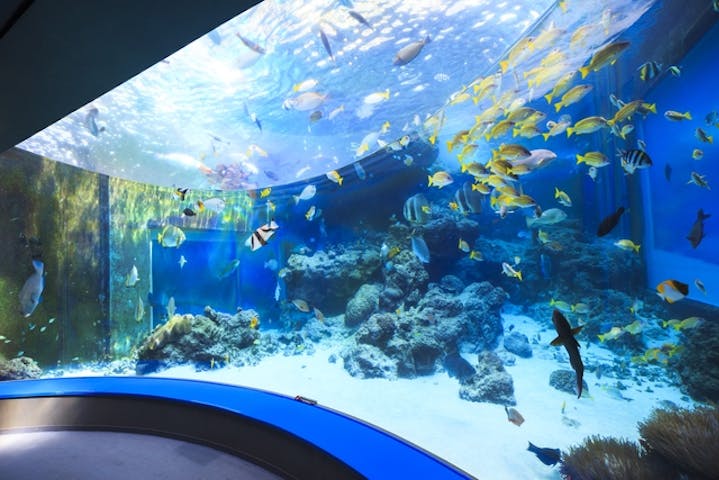 沖縄美ら海水族館 割引チケット クーポンならアソビュー