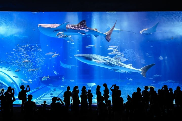 沖縄美ら海水族館 割引チケット クーポンならアソビュー