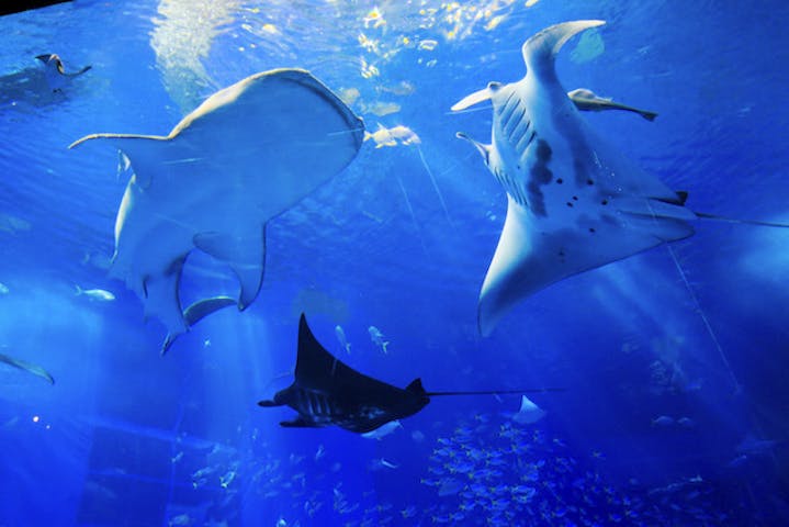 沖縄美ら海水族館 割引チケット クーポンならアソビュー