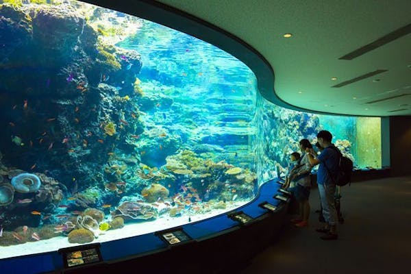 沖縄美ら海水族館（海洋博公園内施設）WEBチケット（入館券）｜アソビュー！