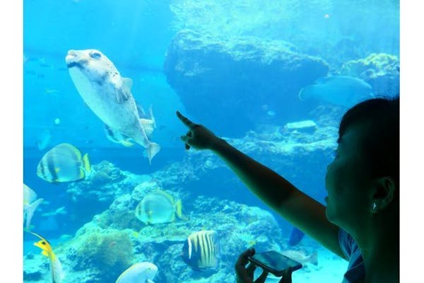 沖縄美ら海水族館（海洋博公園内施設）WEBチケット（入館券）｜アソビュー！