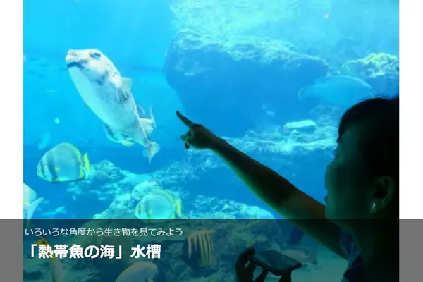 美ら海水族館チケット３枚セット 沖縄美ら海水族館 入館WEBチケット 事前購入でスムーズ入場◎沖縄屈指