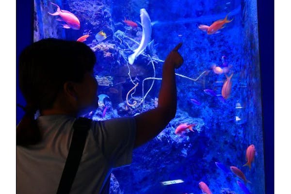 沖縄美ら海水族館（海洋博公園内施設）WEBチケット（入館券）｜アソビュー！