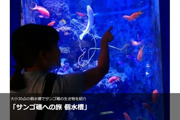 沖縄美ら海水族館（海洋博公園内施設）WEBチケット（入館券