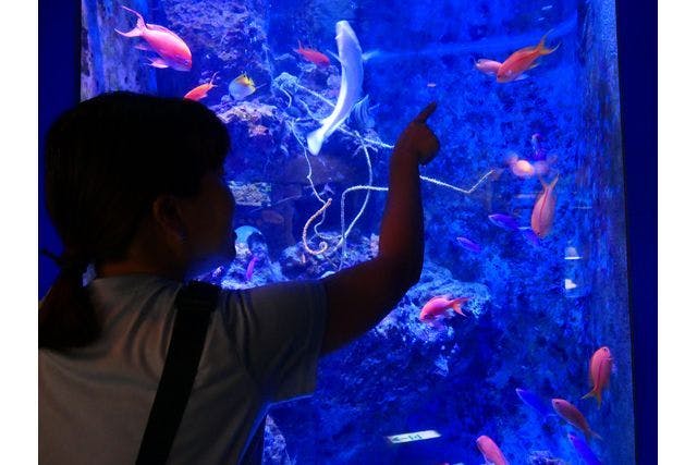 沖縄美ら海水族館（海洋博公園内施設）WEBチケット（入館券） - 沖縄美ら海水族館