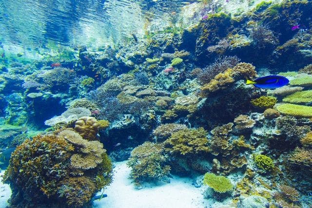 【2025年8月WEB限定】17時〜20時は2割引　沖縄美ら海水族館WEBチケット
