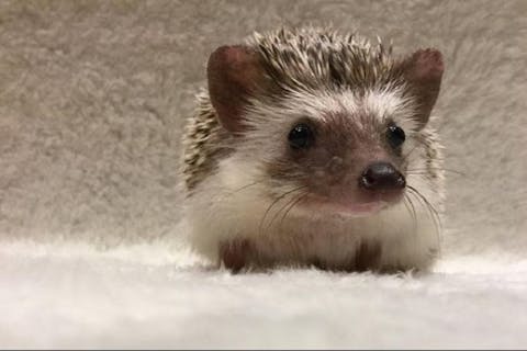 【大人限定・16％割引】ハリネズミカフェ45分（ドリンク付）HARRY 原宿駅前店 予約不可