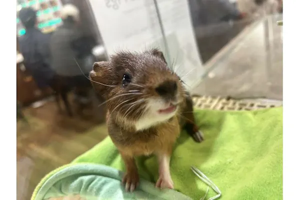 大人限定・16％割引】ハリネズミカフェ45分（ドリンク付）HARRY 原宿
