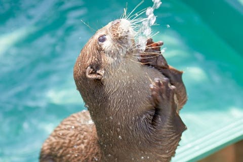 話題の動物カフェ入場料30分 ドリンク付 カワウソカフェharry原宿テラス店 アソビュー