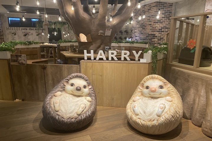 Harry 横浜中華街店 割引チケット クーポンならアソビュー