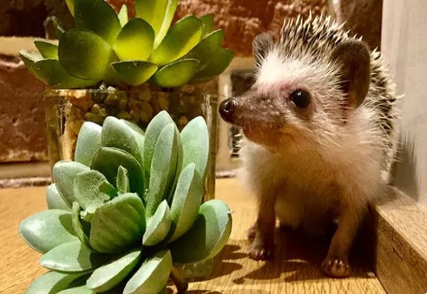 超特割 大人限定 41 割引 ハリネズミカフェ入場料30分 ドリンク付 Harry横浜中華街店 アソビュー