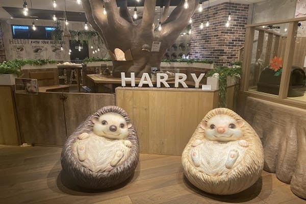 大人限定 割引 ハリネズミカフェ30分 おやつ付 Harry横浜中華街店 予約不可 アソビュー
