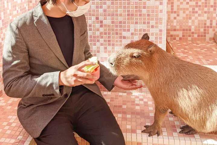 原宿かわいい動物園 割引チケット クーポンならアソビュー
