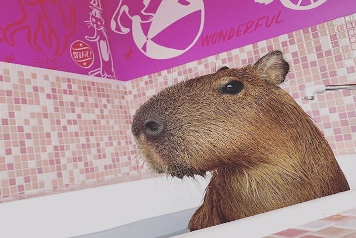 カピバラもいる 話題の動物カフェ入場料30分 ドリンク付 10分延長 クーポン 原宿かわいい動物園 アソビュー カピバラもいる 話題の動物カフェ入場料30分 ドリンク付 10分延長 クーポン 原宿かわいい動物園 アソビュー