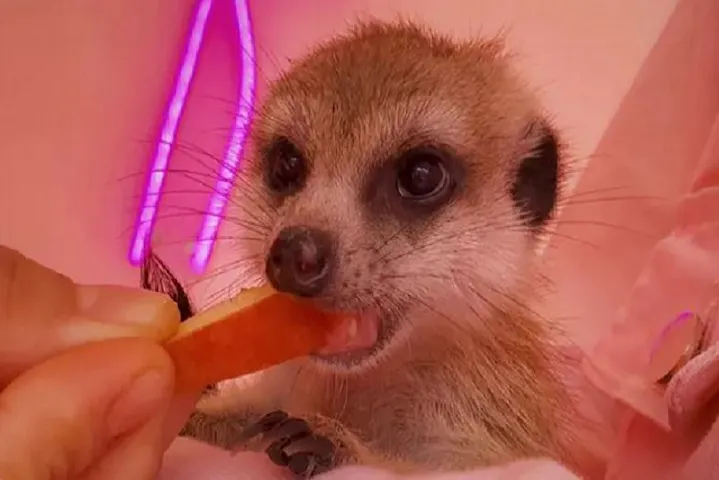 原宿かわいい動物園 割引チケット クーポンならアソビュー