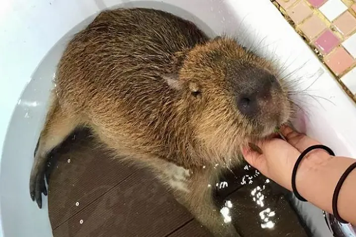 原宿かわいい動物園 割引チケット クーポンならアソビュー