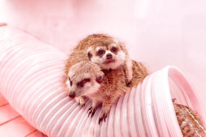 原宿かわいい動物園 割引チケット クーポンならアソビュー