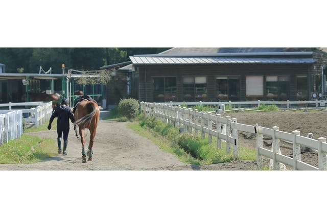 乗馬クラブ クレイン竜ヶ崎乗馬体験1回コース 平日/土日祝日価格(諸費用全て込み) ※要予約｜アソビュー！