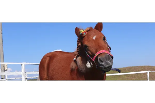 ヴィテン乗馬クラブ クレイン金沢乗馬体験1回コース 平日 土日祝日価格 諸費用全て込み 要予約 アソビュー