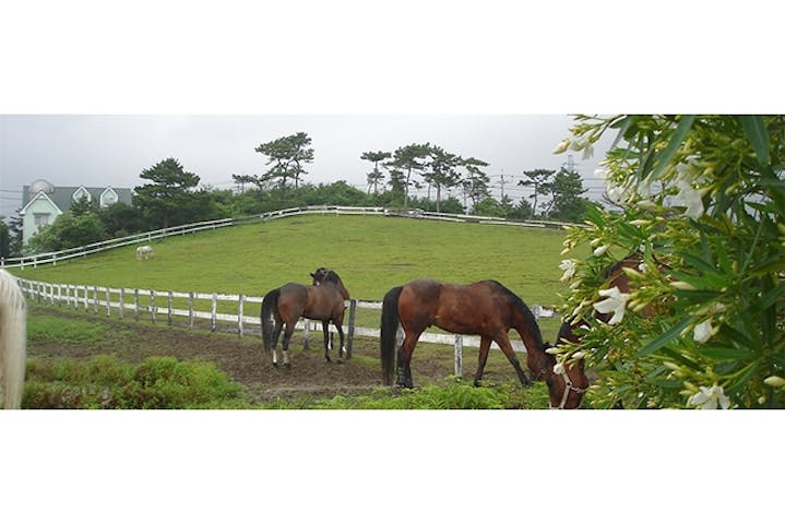 HASパロミノポニークラブ