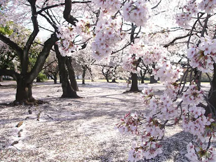 新宿 中野 杉並 吉祥寺の遊園地 テーマパーク 公園 一覧 遊び予約 レジャークーポン アソビュー